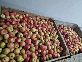 SLIVKY, DULA,.JABLKA VHODNÉ NA KVAS - 4