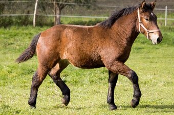 Predam žrebca - 4