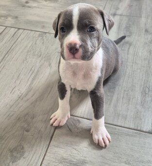 Americký Staford modrý - 4