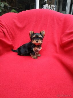 Yorkshirsky terier - 4