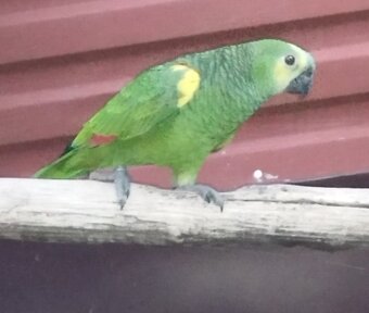 Amazoňan modročelý - 4