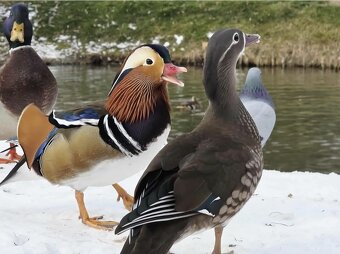 Okrasne kačky - kačice - kačičky - 4