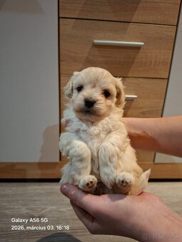 Maltézske šteniatka - 4