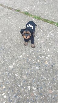 Yorkshire terrier - 4