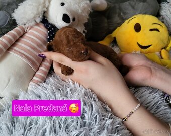 Pudel pudlik Mini toy Red ❤️ - 4