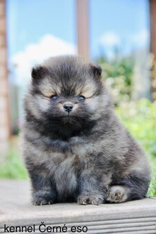 Pomeranian s PP/FCI - 4