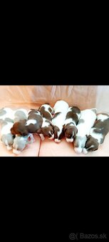 Jazvečík piebald -KRYTIE - 4