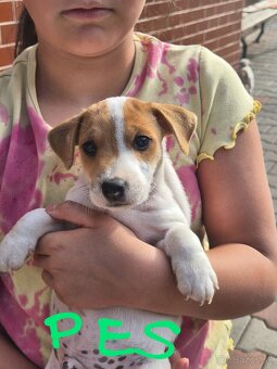 Šteniatka Jack russel - 4