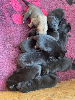 Belgický ovčák groenendael a tervueren s PP - 4