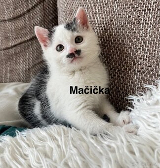 Darujem 3 mačiatka - 4