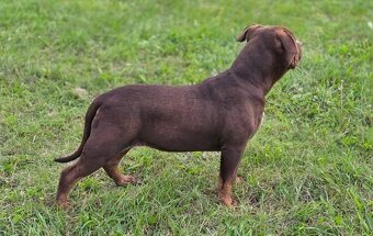 Predám American Bully -Lady Lana(5 mesiacov) - 4