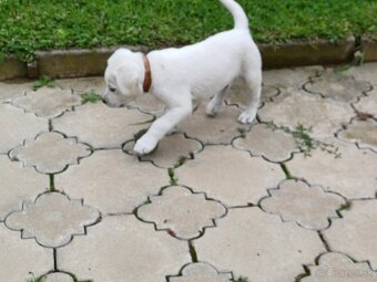 Labrador na predaj - 4
