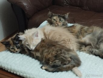 Mainská mývalia,MCO - 4