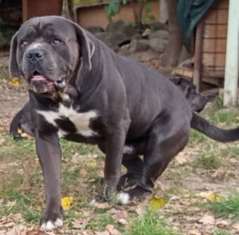 Cane Corso - 4