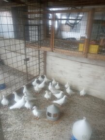 Biele poštové holuby - 4
