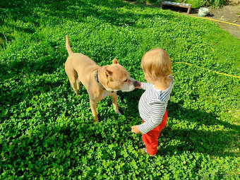 Amstaff - 4