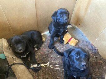 Labrador šteniatka - 4