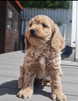 Cockapoo Cavapoo Maltipoo pudel - 4