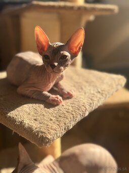 Don Sphynx s PP - 4
