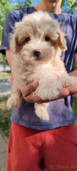 Micro Maltipoo - 4