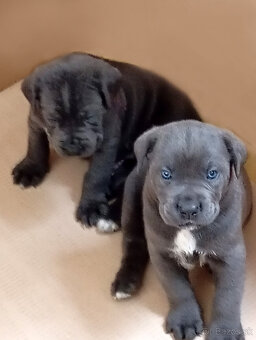 Cane Corso - 4