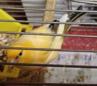 Predám samcov kanárikov: - 4