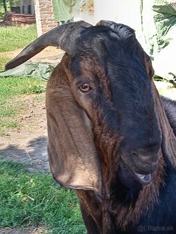 Anglonubijska koza a cap - 4