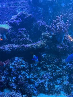 Morské akvárium - Živé skaly - 4