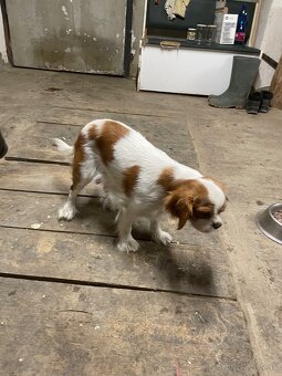 Kavalier King Charles Spaniel - 4