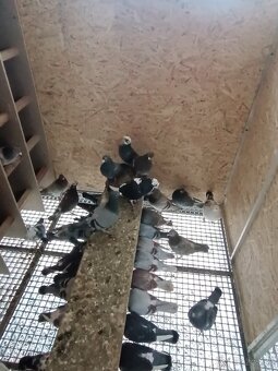 Predám poštové holuby - 4