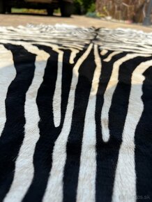 Koberec z kravskej kože (vzor zebra) - 4
