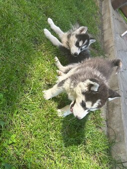 Sibírsky Husky šteniatka - 4