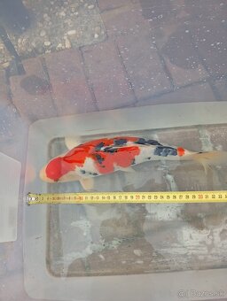 Koi kapre - 4