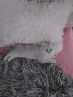 Predám nádherné mačiatka perzska cincila - 4