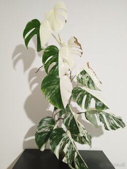 Monstera Albo Variegata a Halfmoon - 4