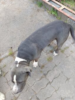 Staffordshire terrier - 4
