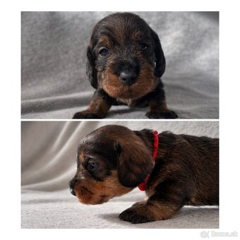 Jazvečík hrubosrstý s PP - 4