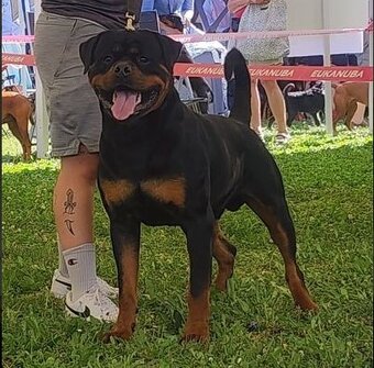 Steniatka rottweilera,rotvajlera,rtw,rotty s PP - 4