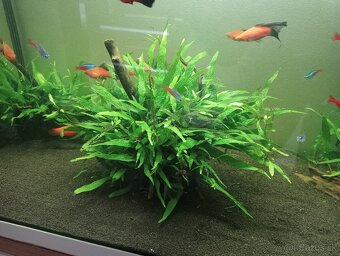Microsorum rastlina - 4