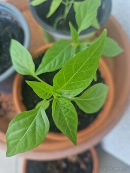 Thajské chilli - 4