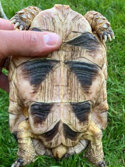 Testudo Marginata - samicka - 4
