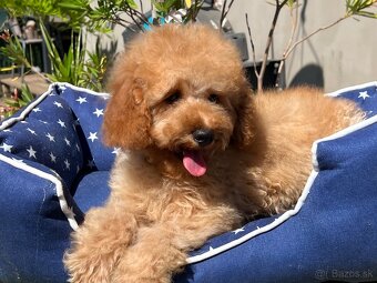 Pudel, pudla, poodle Puppy - 4