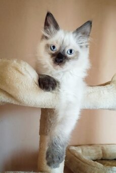 Mačiatko ragdoll - kocúrik - 4