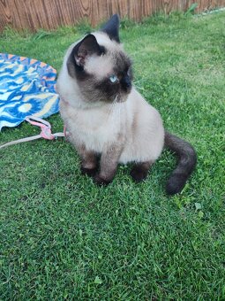 Britský kocúrik - 4