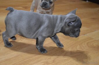 francuzsky buldocek - 4