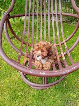 Maltipoo - 4