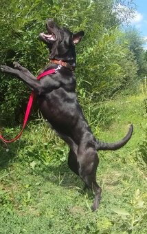 Darujem veselú rodinnú sučku Auru - mix labrador - 4