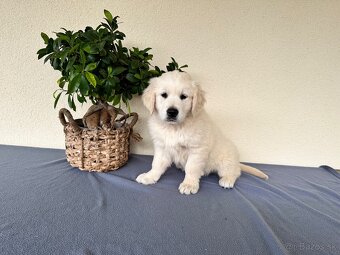 Zlatý retriever - Šteniatko - 4