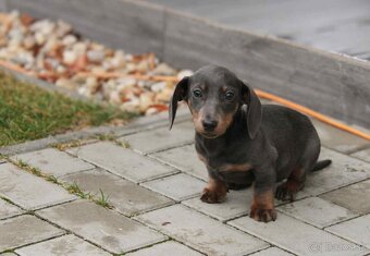 jazvečík trpaslici - 4