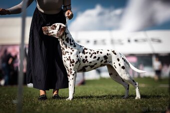 Dalmatin s PP - 4
